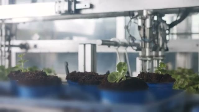 Automated equipment picking and transferring seedlings.