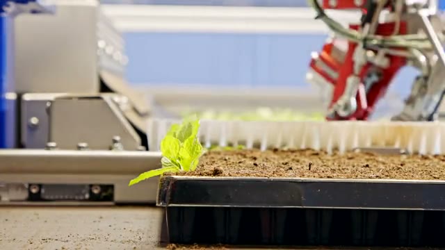 Seedling trays moving through an automated growing line.